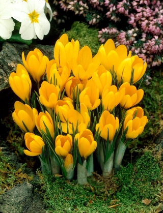 Žlutý velký květovaný krokus - 10 ks.