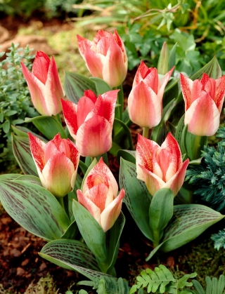 Tulipano Zar Pietro - Confezione XL - 50 pz