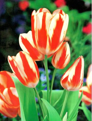 Tulipa Sylvia Warder  - 郁金香西尔维娅守卫 -  5个洋葱