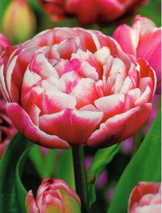 Tulipa Drumline - pacote de 5 peças