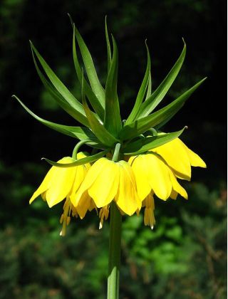 Фритиллариа империалис Лутеа - крунска империјална Лутеа - жаруља / кртола / корен - Fritillaria imperialis