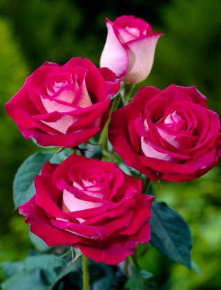 Velkokvětá růže - krémově bílá, růžová - sazenice v květináči - 