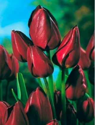 Tulipan Wallflower - pakke med 5 stk - Tulipa Wallflower