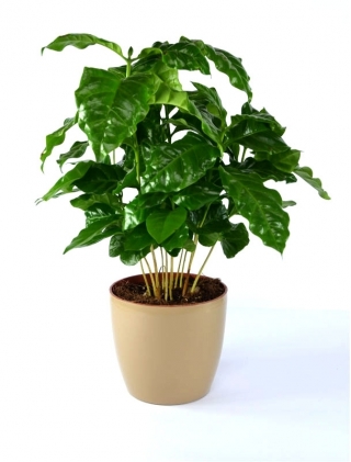 Plantenpot "Coubi Duo" ø 15 cm - koffiebruin - 