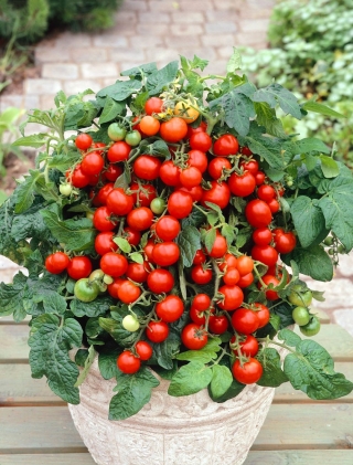 עגבנייה "קמע" - קוקטייל, מגוון גדל נמוך - זרעים מצופים - 100 זרעים - Lycopersicon esculentum Mill 