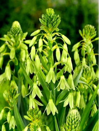 Galtonia Viridiflora - umbi / umbi / akar