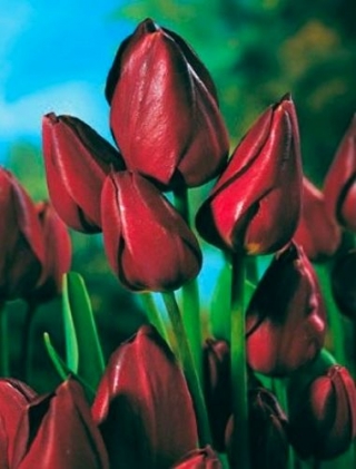 Tulipán falvirág - Tulipán falvirág - XXXL csomag 250 db.