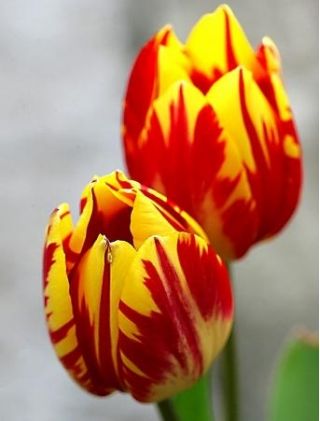 Tulipa Mickey Mouse - Tulip Mickey Mouse - 5 bulbs