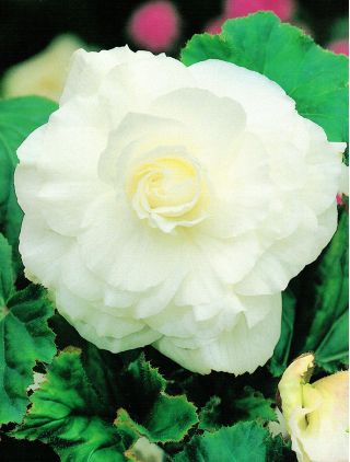 海棠大花双白 -  2个洋葱 - Begonia ×tuberhybrida 