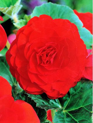 Бегония ×tuberhybrida  - красный - пакет из 2 штук - Begonia ×tuberhybrida 