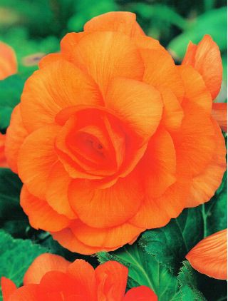 Бегонія Великий Цвіте подвійний помаранчевий - 2 лампи - Begonia ×tuberhybrida 