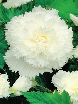 Begonia Fimbriata - blanco - paquete de 2 piezas