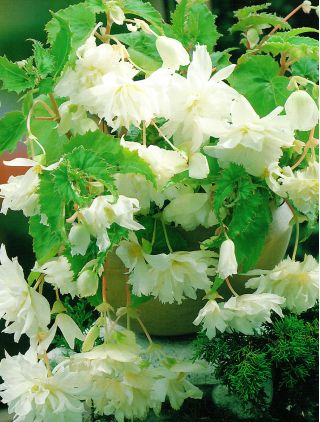 Begonia Pendula Cascade bela - 2 žarnici - Begonia ×tuberhybrida pendula