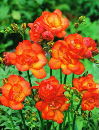 Freesia Double Red - 10 луковици