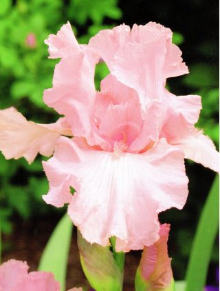 Ирис германский - розовый - Iris germanica