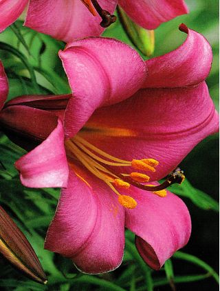 Lilium, Lily Pink Perfection