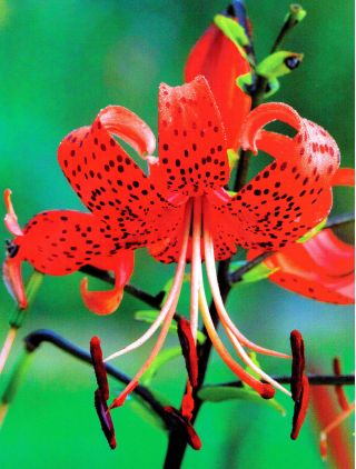 Lilium, Lily Red Tiger - cibuľka / hľuza / koreň - Lilium Red Tiger