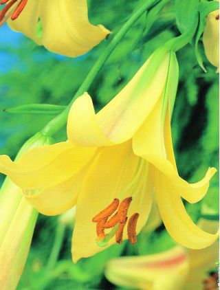 ユリ、ユリゴールデンスプレンダー - 球根/塊茎/根 - Lilium Golden Splendour