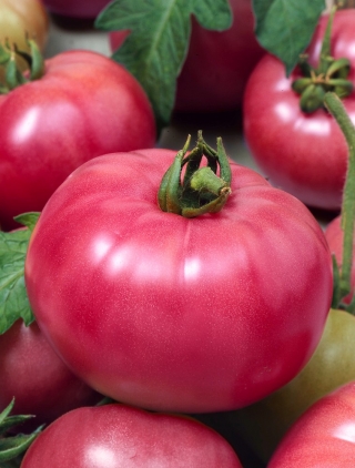 Tomato "Malinowy Ozarowski" - pelbagai untuk semua orang - BURUH BERTANYA - 100 biji - Lycopersicon esculentum  - benih