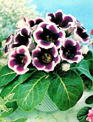 Kaiser Wilhelm purpurově bílá gloxinie (Sinningia speciosa) - velké balení! - 10 ks.