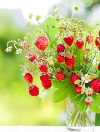 야생 딸기 레지나 씨앗 - Fragaria vesca - 320 씨앗