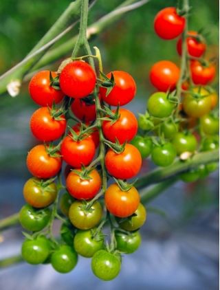 Tomato Bead semena - Lycopersicon esculentum Mill - 160 semen - Lycopersicon esculentum var. cerasiforme 