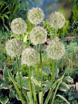 Allium Mount Everest - čebulica / gomolj / koren