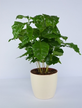 Pot tanaman "Coubi Duo" ø 15 cm - putih berkrim - 
