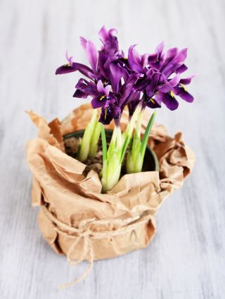 Iris Botanical Purple Gem - 10 kvetinové cibule - Iris reticulata