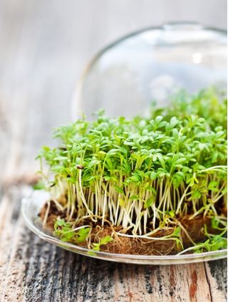 Bittercress - giant package 500 g - 225000 seeds