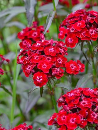 Scarlet Sweet William "Kırmızı Güzellik" - 450 tohum - Dianthus barbatus - tohumlar