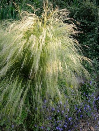 Mexican Feather Grass Pony Tails seeds - Stipa tenuissima - 100 seeds