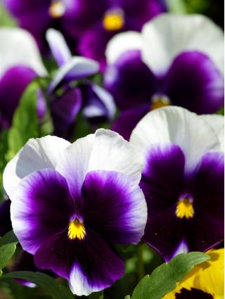 Lielziedu atraitnīte - Lord Beaconsfield - violeta un baltā - 250 sēklas - Viola x wittrockiana