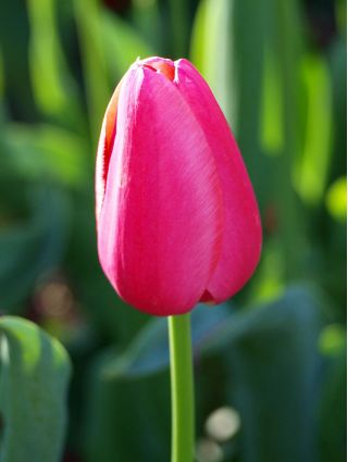 Tulipe Rose - paquet de 5 pièces - Tulipa Rose
