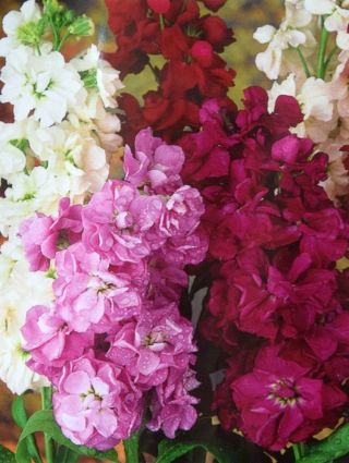 Galeria "Varsovia Rena" - amaranth-violet; flori gilly - Matthiola incana annua - semințe