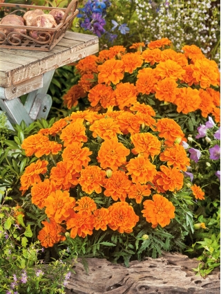 French marigold "Tangerine" - low growing variety, orange blooms - 315 seeds