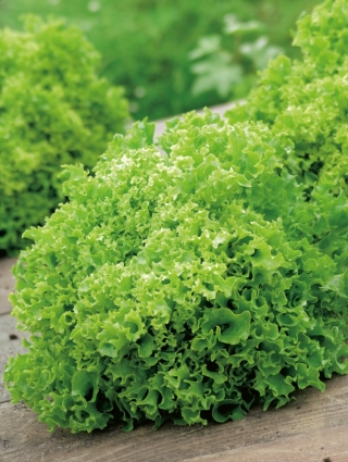 Salată "Rekord" - frunze frizzled - 900 de semințe - Lactuca sativa var. foliosa 