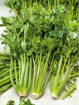 Cellery "Verde Pascal" - أوراق خضراء سميكة ولذيذة - 2600 بذرة - Apium graveolens - ابذرة