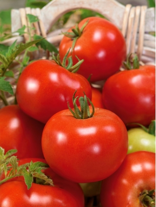 Trpasličí pole paradajka „Bohun“ - veľmi skorá odroda produkujúca veľké ovocie -  Lycopersicon esculentum - Bohun - semená