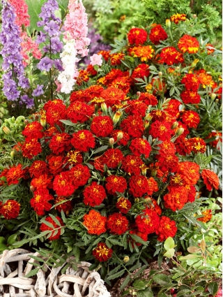 Klein Afrikaantje 'Red Cherry' (Tagetes patula)