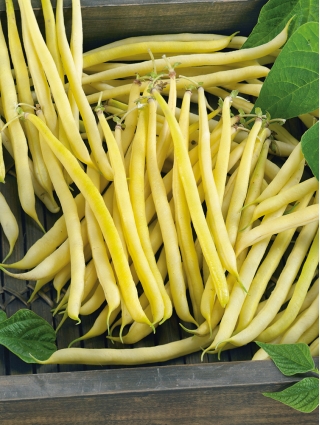 الفاصوليا القزمية الفرنسية "Teepee الذهبي" - متوسطة مبكرة - 120 حبة - Phaseolus vulgaris L. - ابذرة