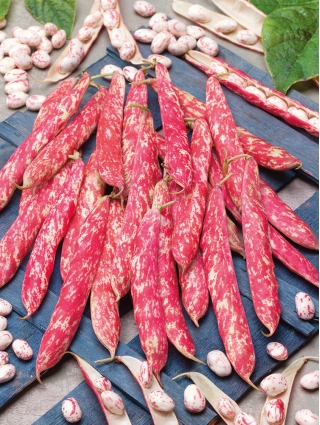 Fazole trpasličí "Borlotto rosso" - barevné lusky a semena, pro sušená semena - 