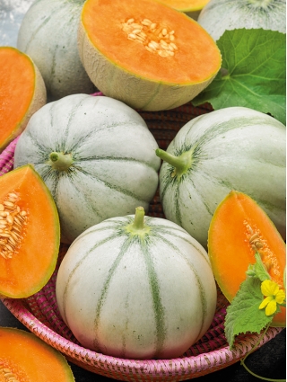 Melon - Charentaise - 60 frø - Cucumis melo L.