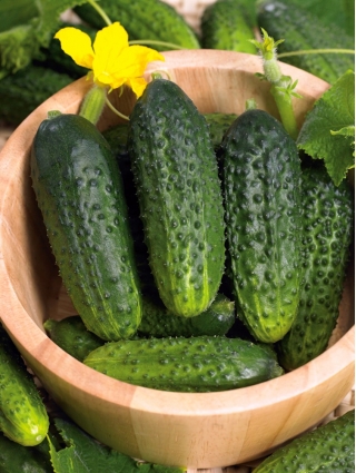 Cucumber "Zuzana F1" - a field, parthenocarpic variety