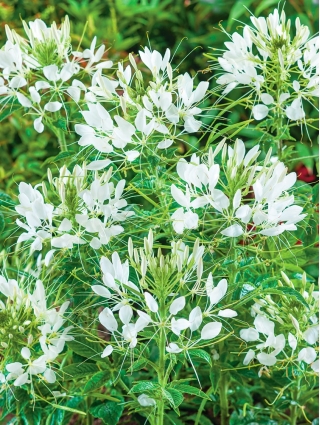 Ogane ämbliklill 'White Queen' - seemned (Cleome spinosa)