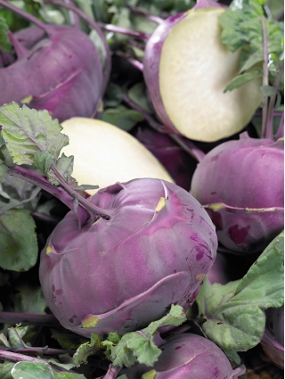 Kohlrabi“Blankyt” - 紫色，极其坚固的品种 -  260粒种子 - Brassica oleracea var. Gongylodes L. - 種子