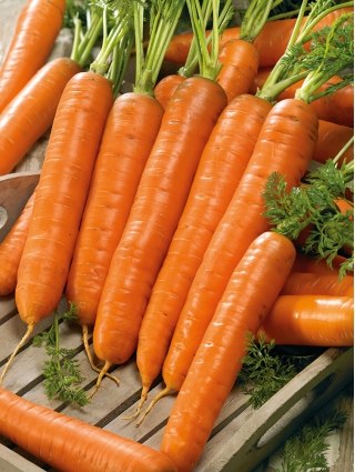 Morcov "Darina" - varietate târzie - Daucus carota - semințe