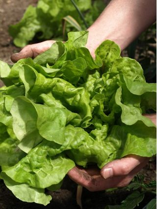 Zelena salata Voorburgu sjemenska traka - Lactuca sativa - Lactuca sativa L.  - sjemenke