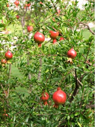 Dwarf Pomegranate frø - Punica granatum var. Nana - 30 frø