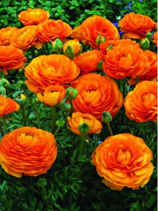 Boglárka - Narancs - csomag 10 darab - Ranunculus